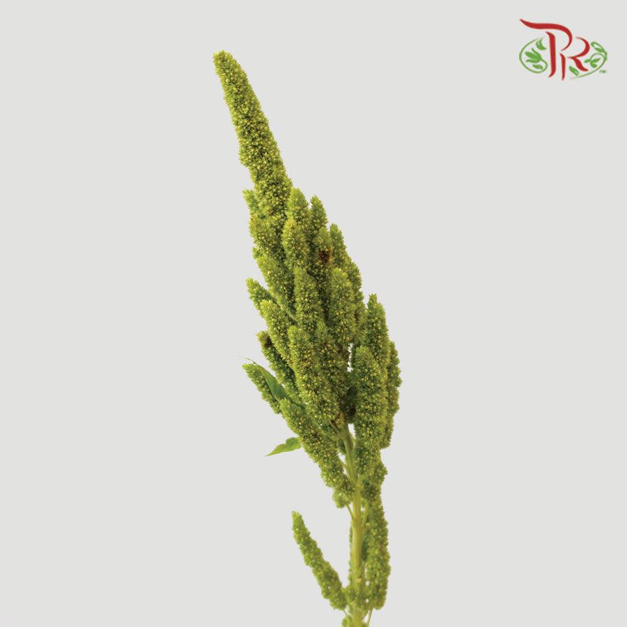 Amaranthus - Straight Green (5 Stems)-Green-Netherland-prflorist.com.my