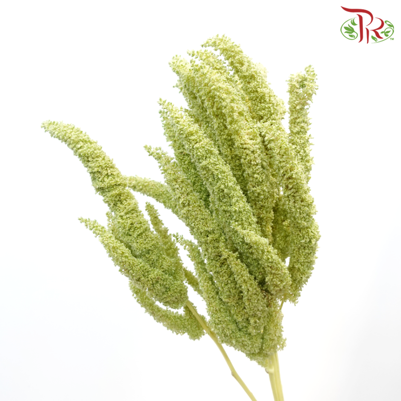 Amaranthus (Straight / Hanging) - Green (Per Bunch)-Green-China-prflorist.com.my