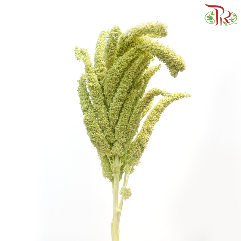 Amaranthus (Straight / Hanging) - Green (Per Bunch)-Green-China-prflorist.com.my
