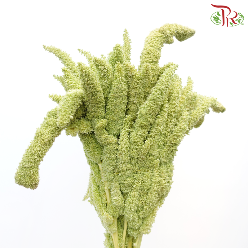 Amaranthus (Straight / Hanging) - Green (Per Bunch)-Green-China-prflorist.com.my