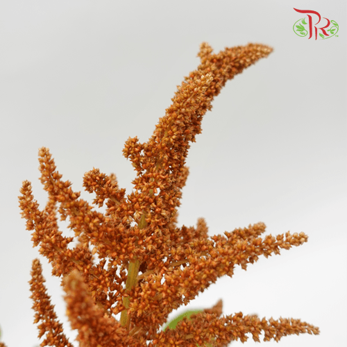 Amaranthus Straight - Hot Biscuit (10 Stems)-Brown-Netherland-prflorist.com.my