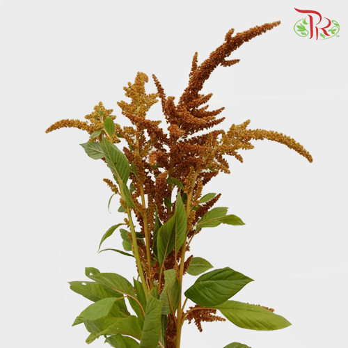 Amaranthus Straight - Hot Biscuit (10 Stems)-Brown-Netherland-prflorist.com.my