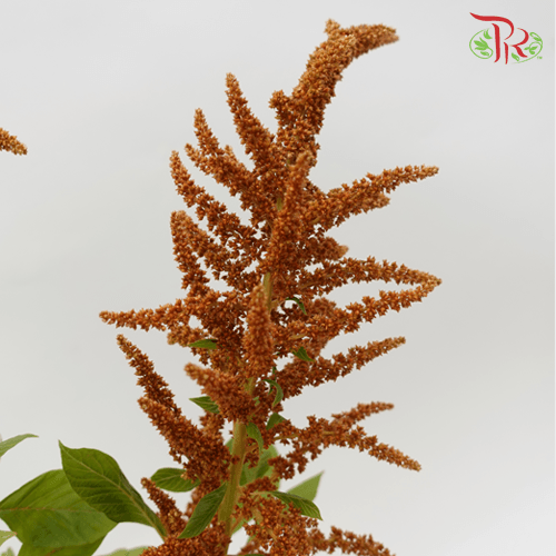 Amaranthus Straight - Hot Biscuit (10 Stems)-Brown-Netherland-prflorist.com.my