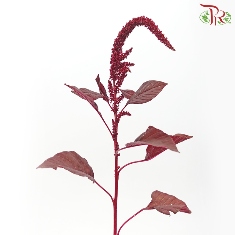 Amaranthus Straight - Maroon (5 Stems)-Netherland-prflorist.com.my