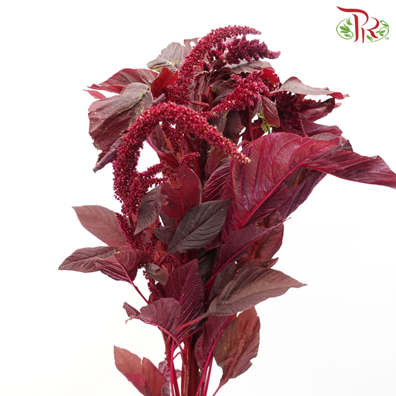 Amaranthus Straight - Maroon (5 Stems)-Netherland-prflorist.com.my