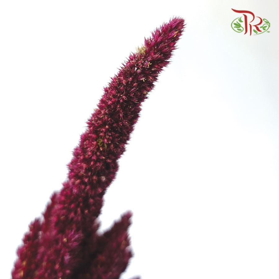 Amaranthus - Straight Red (5 Stems)-Red-Netherland-prflorist.com.my