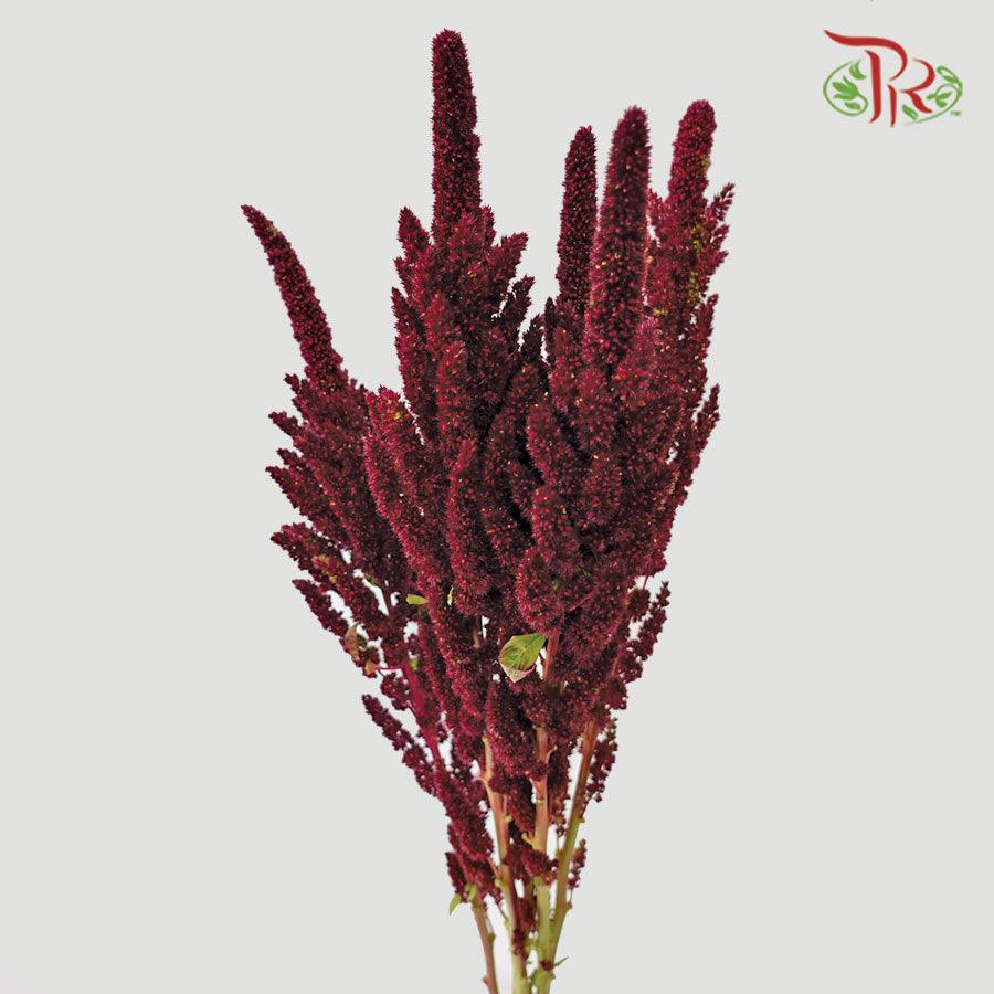 Amaranthus - Straight Red (5 Stems)-Red-Netherland-prflorist.com.my