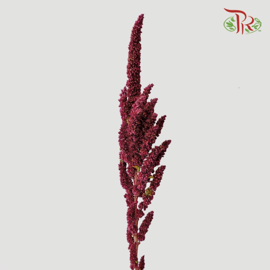 Amaranthus - Straight Red (5 Stems)-Red-Netherland-prflorist.com.my
