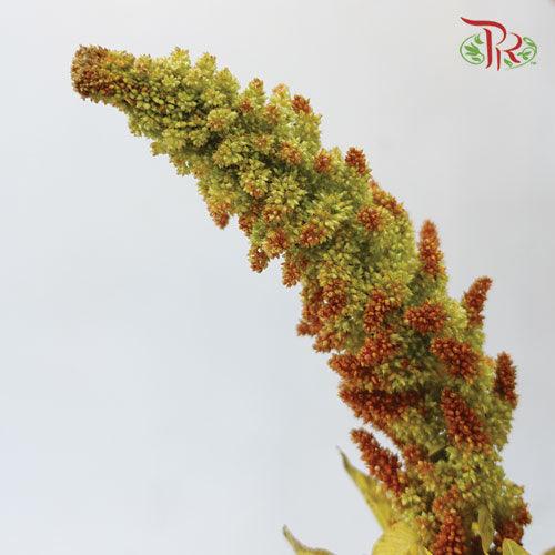 Amaranthus Upright Hot Biscuit - (5 Stems)-Green-Netherland-prflorist.com.my