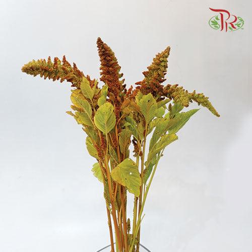 Amaranthus Upright Hot Biscuit - (5 Stems)-Green-Netherland-prflorist.com.my