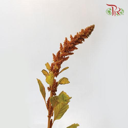 Amaranthus Upright Hot Biscuit - (5 Stems)-Green-Netherland-prflorist.com.my