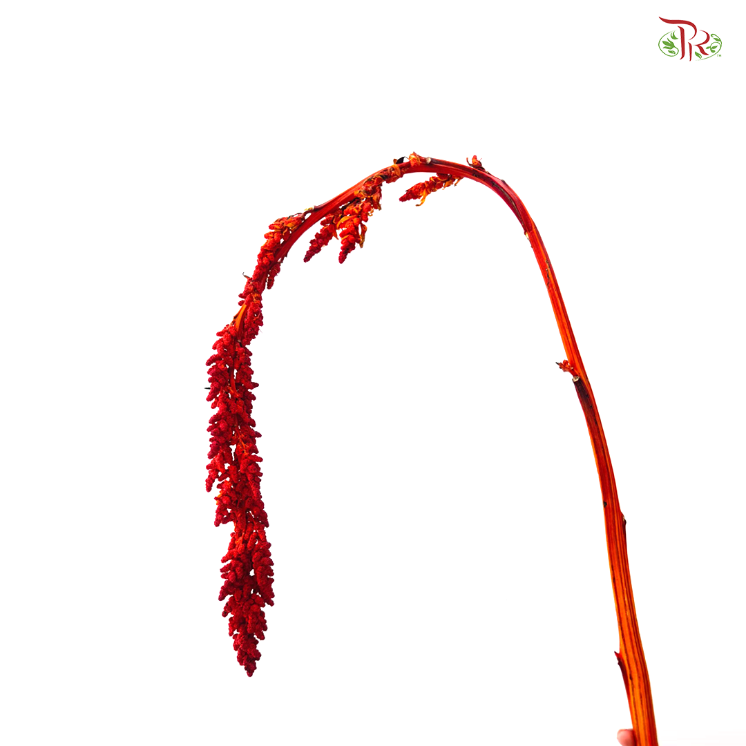 Amaranthus Hanging 《尾穗苋》