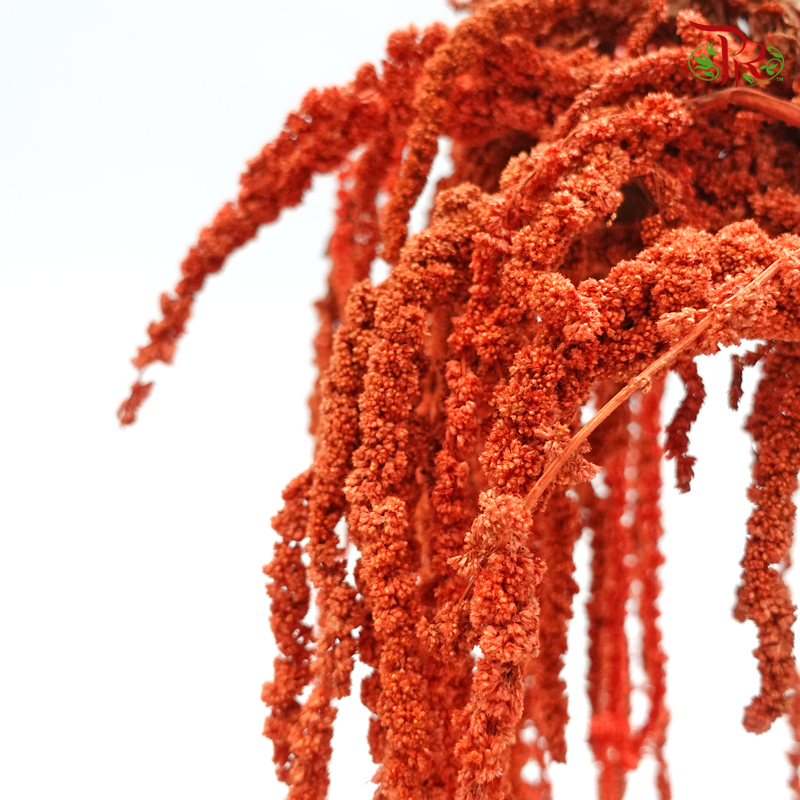 Dry Amaranthus Natural - Dark Orange (Per Bunch) - Pudu Ria Florist