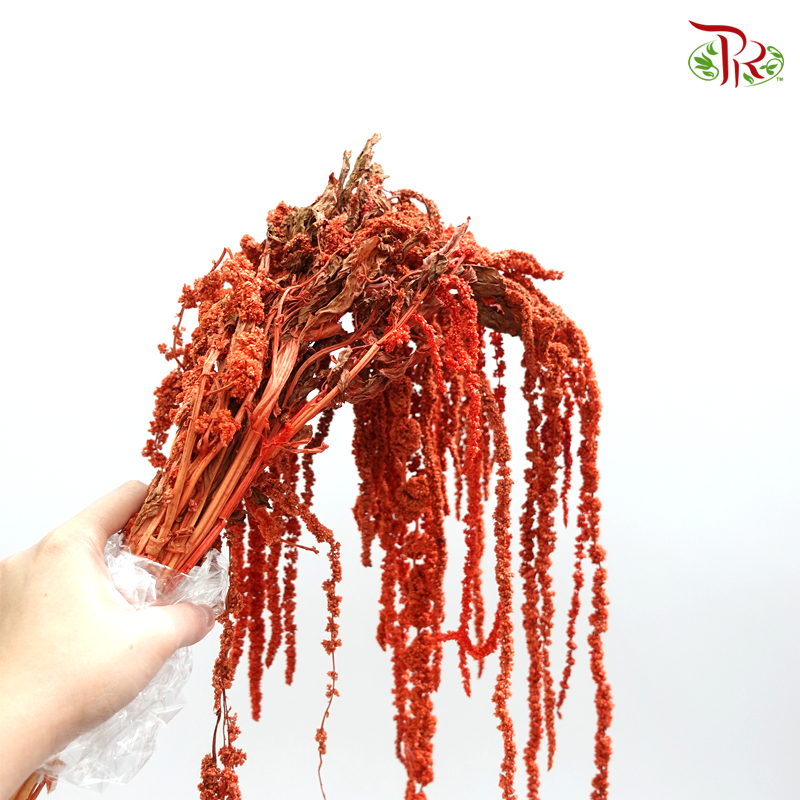 Dry Amaranthus Natural - Dark Orange (Per Bunch) - Pudu Ria Florist