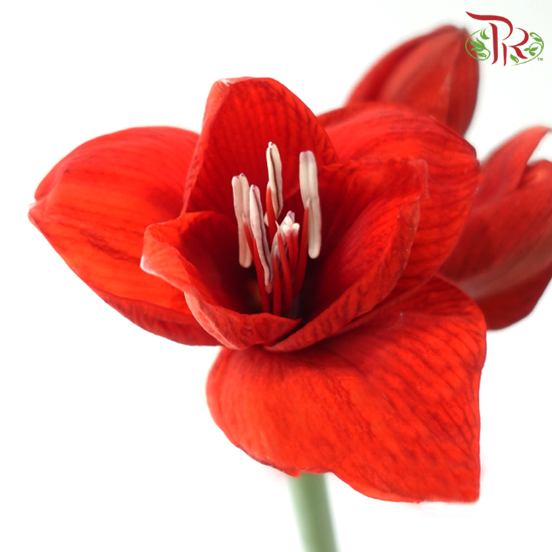 Amaryllis - Holidays Dark Red (Per Stem)-Holidays Dark Red-Netherland-prflorist.com.my