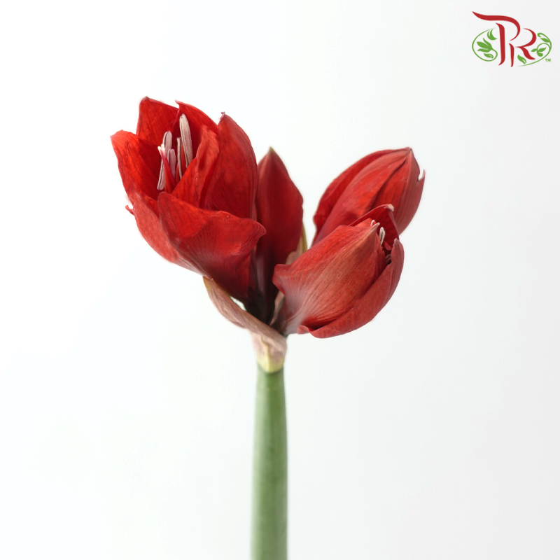 Amaryllis - Holidays Dark Red (Per Stem)-Holidays Dark Red-Netherland-prflorist.com.my