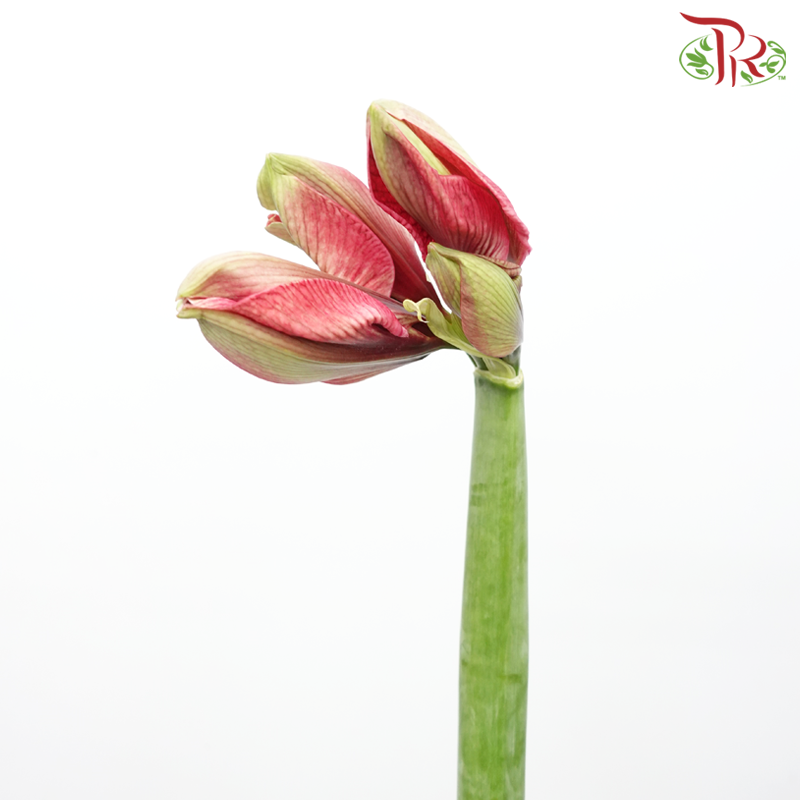 Amaryllis - Holidays Dark Red (Per Stem)-Holidays Dark Red-Netherland-prflorist.com.my
