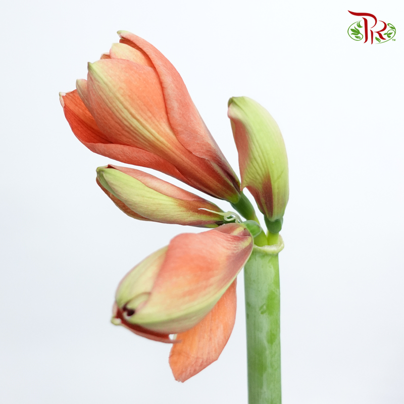 Amaryllis Rapido - Red (Per Stem)-Red-Netherland-prflorist.com.my