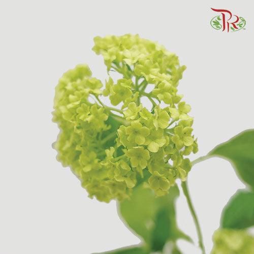 Ammi Green (5 Stems)-Green-Netherland-prflorist.com.my