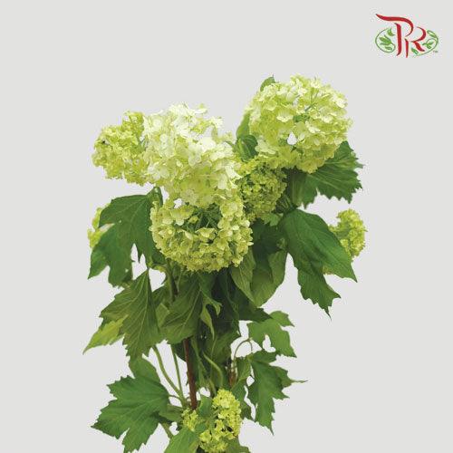 Ammi Green (5 Stems)-Green-Netherland-prflorist.com.my