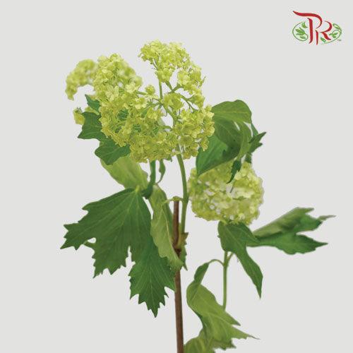 Ammi Green (5 Stems)-Green-Netherland-prflorist.com.my