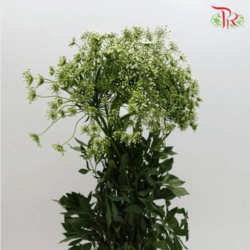 Ammi Majus - White (10 Stems)-White-China-prflorist.com.my