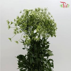Ammi Majus - White (10 Stems)-White-China-prflorist.com.my
