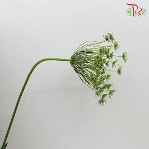 Ammi Majus - White (10 Stems)-White-China-prflorist.com.my