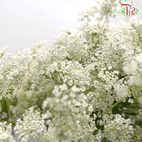 Ammi Visnaga - White (5 Stems)-White-Netherland-prflorist.com.my