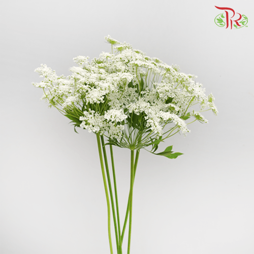Ammi Visnaga - White (5 Stems)-White-Netherland-prflorist.com.my