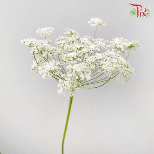 Ammi Visnaga - White (5 Stems)-White-Netherland-prflorist.com.my