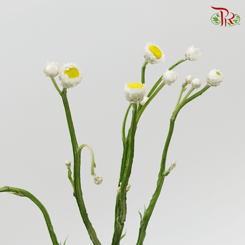Ammobium - Winged Everlasting (Per Bunch)-White-China-prflorist.com.my