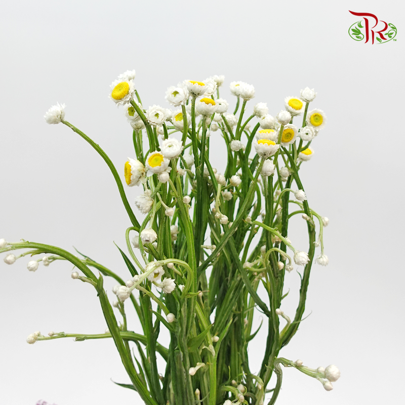 Ammobium - Winged Everlasting (Per Bunch)-White-China-prflorist.com.my