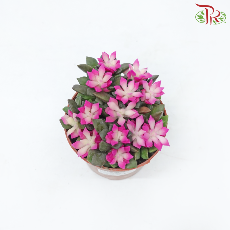 Anacampseros Rufescens P90《吹雪之松-多肉》