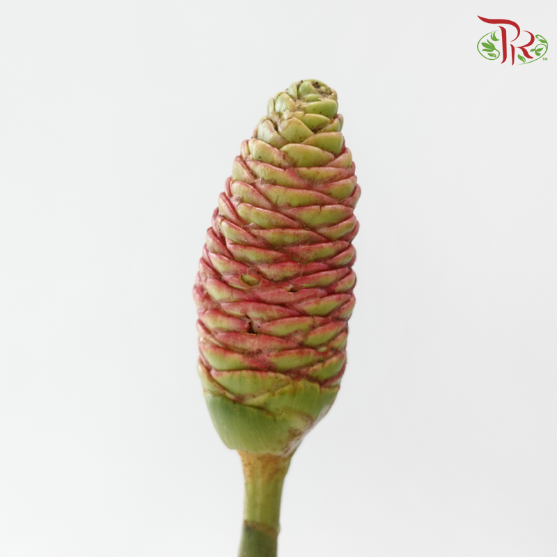 Ananas Comosus - (3 Stems)-Import-prflorist.com.my