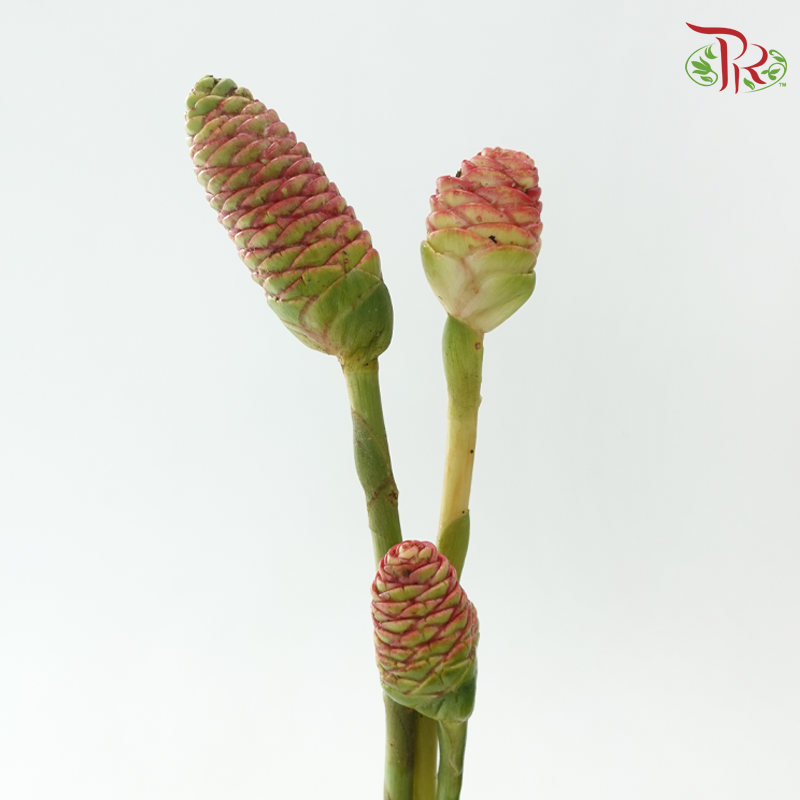 Ananas Comosus - (3 Stems)-Import-prflorist.com.my