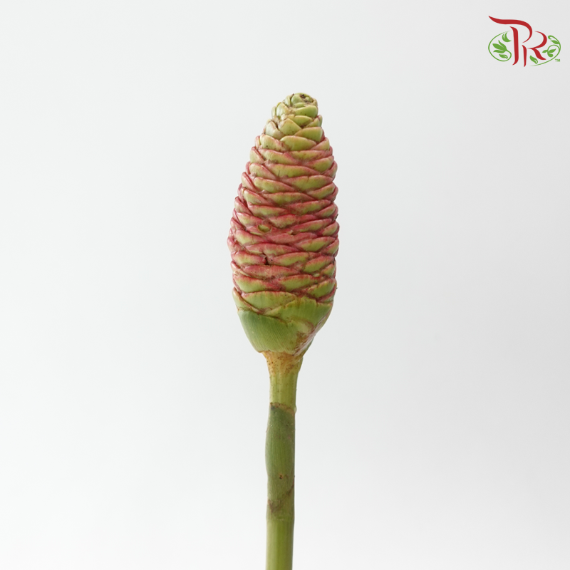Ananas Comosus - (3 Stems)-Import-prflorist.com.my