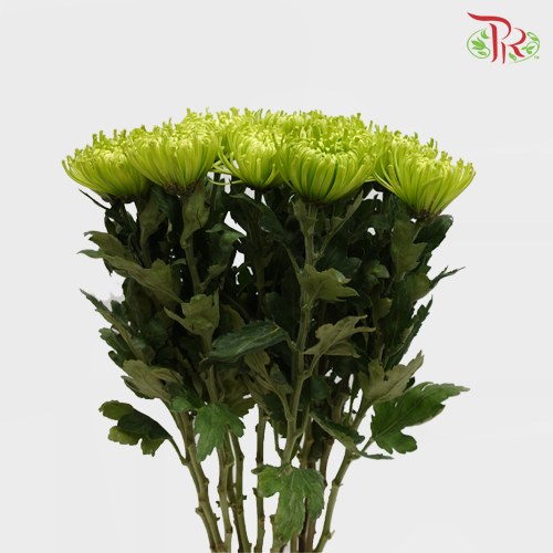 Anastasia / Net Mum Chrysanthemum - Dark Green (12 Stems)-Green-Malaysia-prflorist.com.my