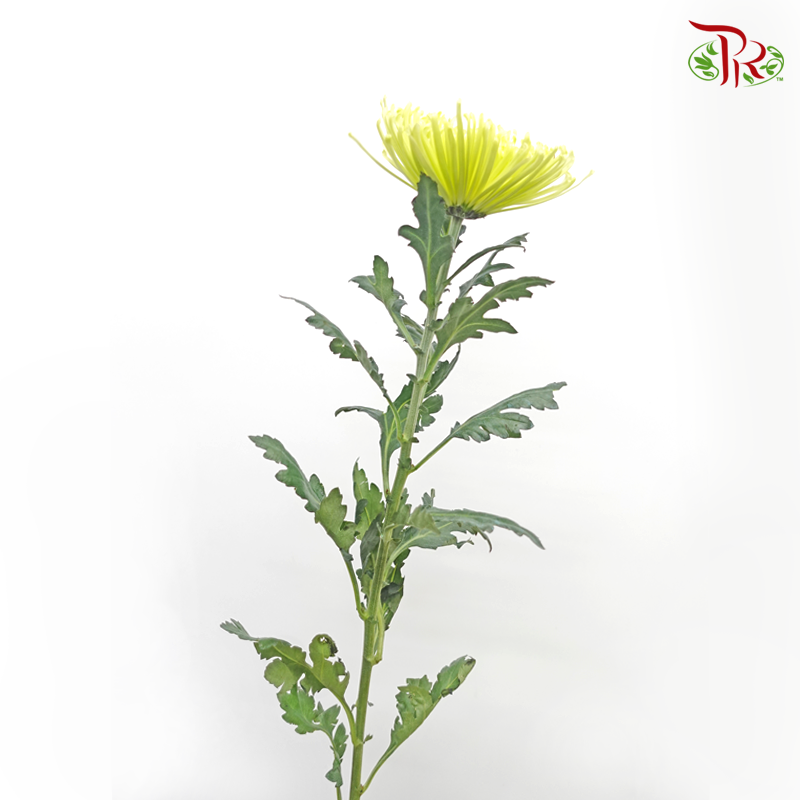 Anastasia / Net Mum Chrysanthemum - Light Green (12 Stems)-Light Green-Malaysia-prflorist.com.my