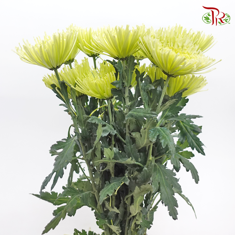 Anastasia / Net Mum Chrysanthemum - Light Green (12 Stems)-Light Green-Malaysia-prflorist.com.my