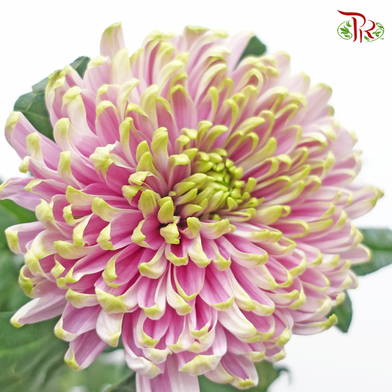 Anastasia / Net Mum Chrysanthemum - Rossano Charlotte (12 Stems)-Light Green & Purple-Malaysia-prflorist.com.my