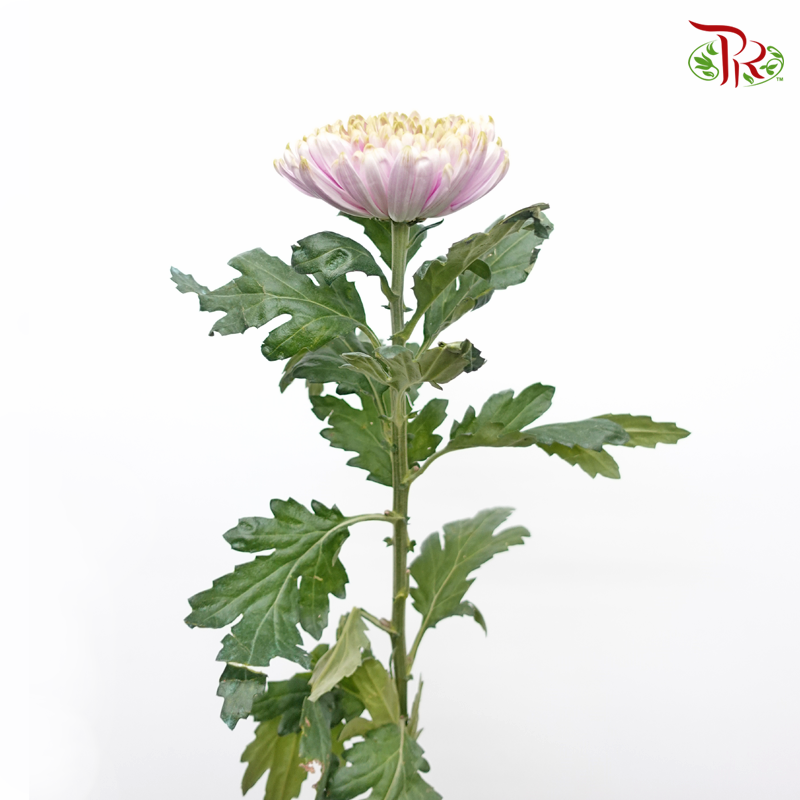 Anastasia / Net Mum Chrysanthemum - Rossano Charlotte (12 Stems)-Light Green & Purple-Malaysia-prflorist.com.my