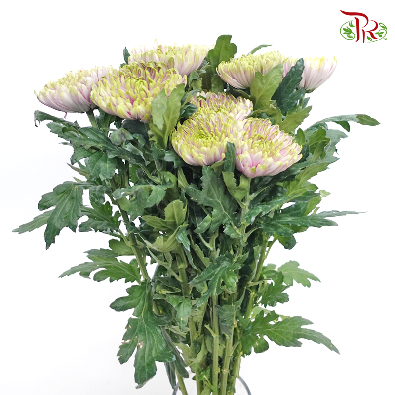Anastasia / Net Mum Chrysanthemum - Rossano Charlotte (12 Stems)-Light Green & Purple-Malaysia-prflorist.com.my
