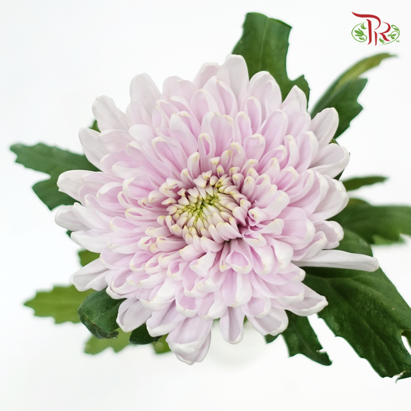 Anastasia / Net Mum Chrysanthemum - Rossano Pastel Purple (12 Stems)-Pastel Purple-Malaysia-prflorist.com.my