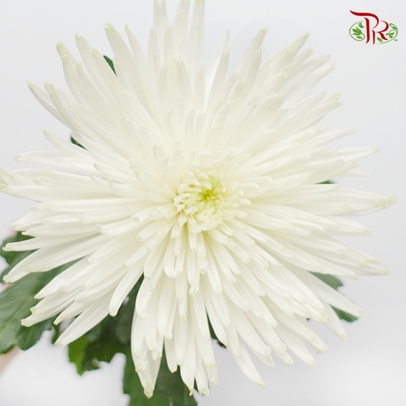 Anastasia / Net Mum Chrysanthemum - White (12 Stems)-White-Malaysia-prflorist.com.my