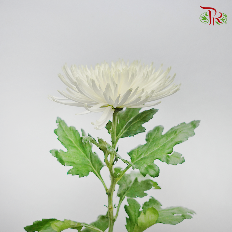 Anastasia / Net Mum Chrysanthemum - White (12 Stems)-White-Malaysia-prflorist.com.my