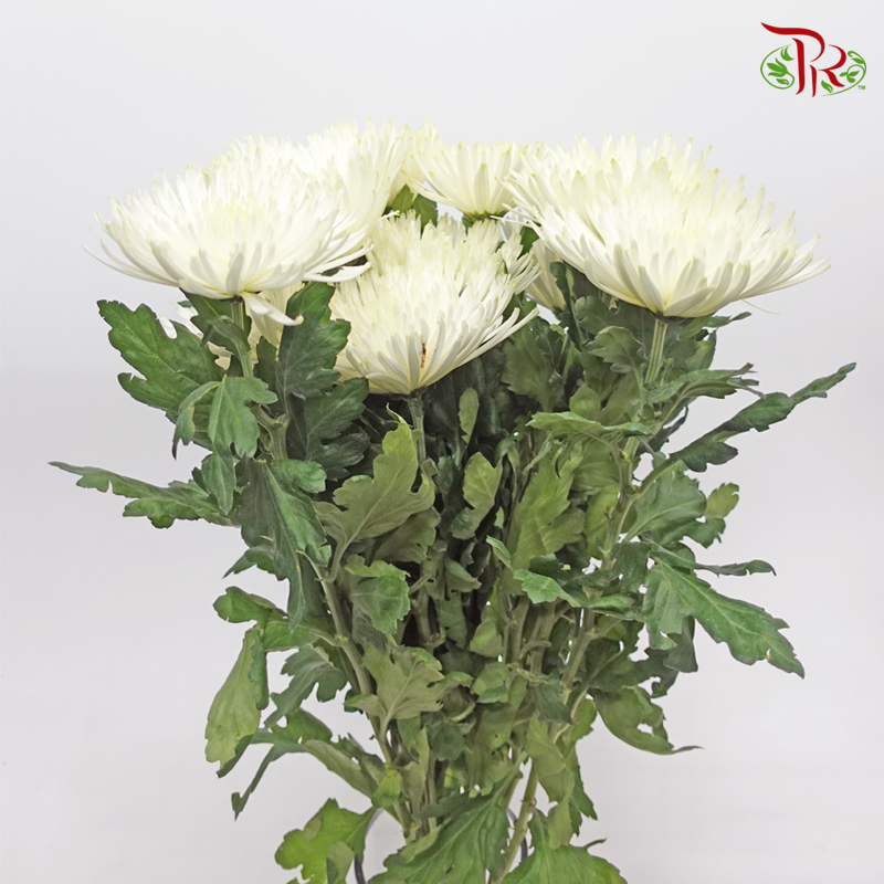 Anastasia / Net Mum Chrysanthemum - White (12 Stems)-White-Malaysia-prflorist.com.my