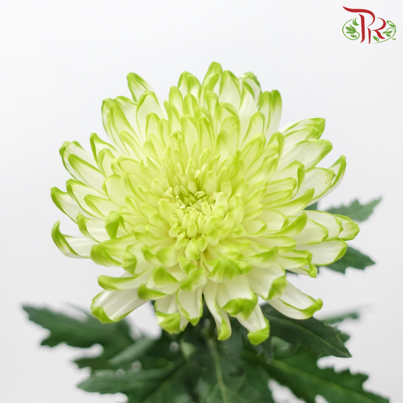 Anastasia / Net Mum Chrysanthemum - White Off Green (12 Stems)-White Off Green-Malaysia-prflorist.com.my