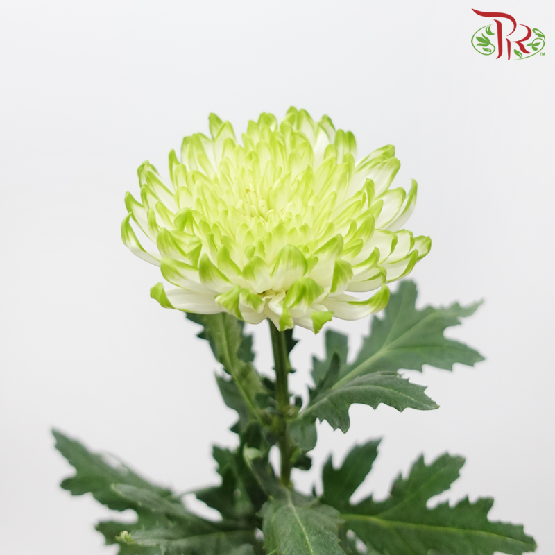 Anastasia / Net Mum Chrysanthemum - White Off Green (12 Stems)-White Off Green-Malaysia-prflorist.com.my