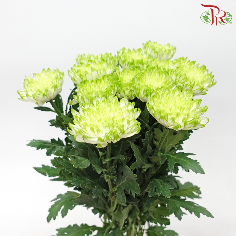 Anastasia / Net Mum Chrysanthemum - White Off Green (12 Stems)-White Off Green-Malaysia-prflorist.com.my